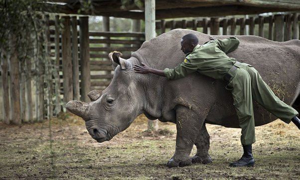 What animals could a human beat in a fight?