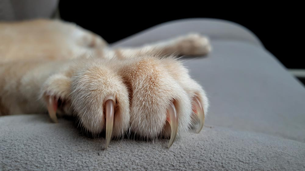 What happens if I dont trim my cats nails?