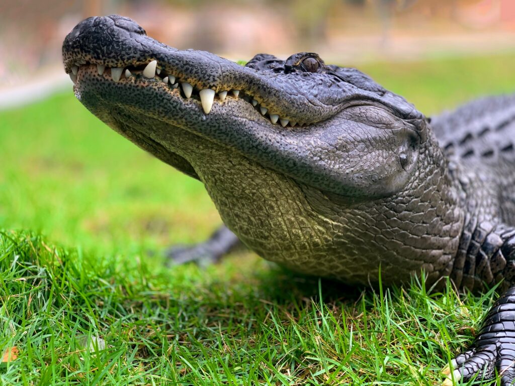 What do alligators do when a hurricane hits