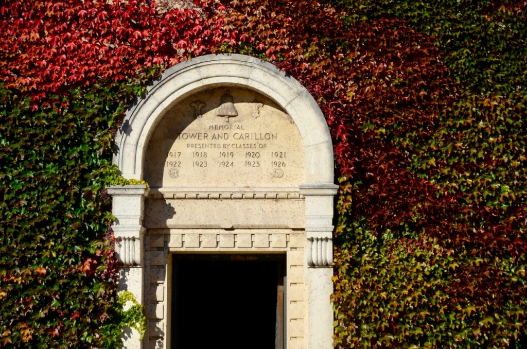 What are the 3 little ivies?
