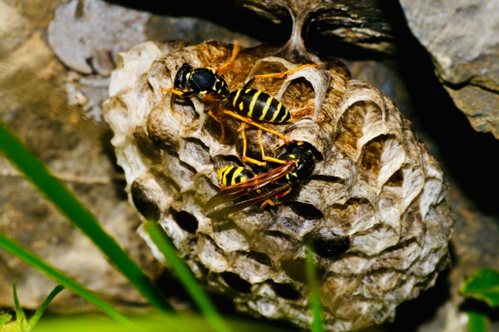 What Is The Biggest Wasp Nest Ever Found?