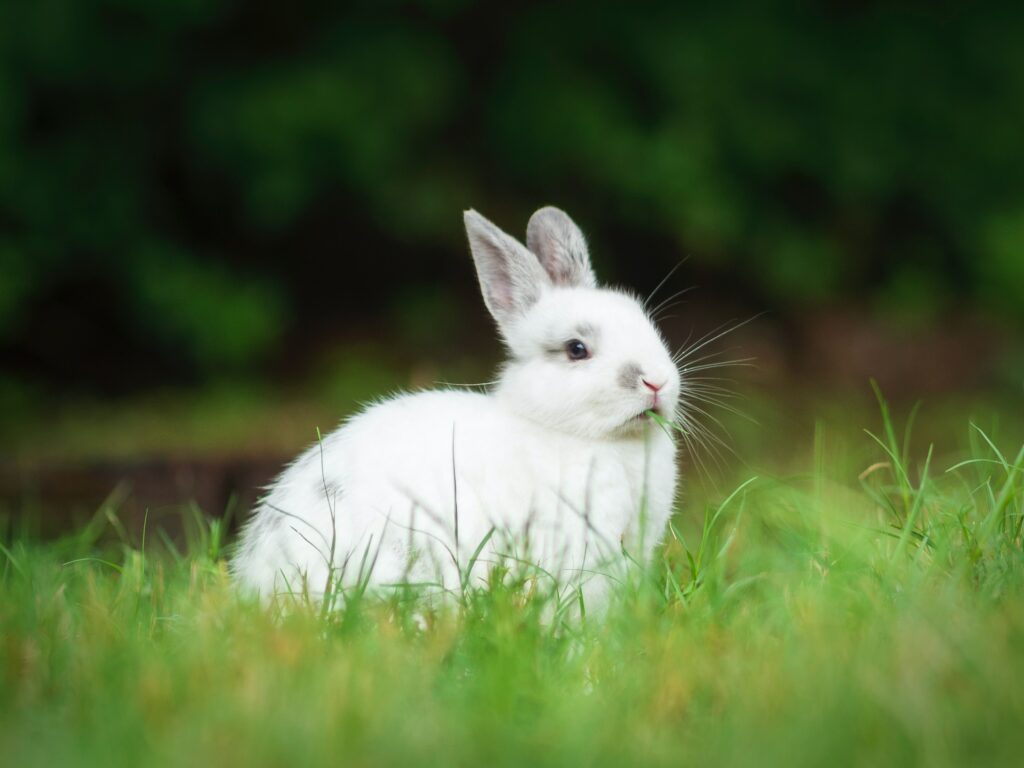Can rabbits eat apple?
