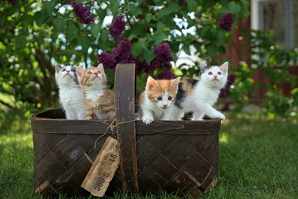 Will male cats mate with females not in heat