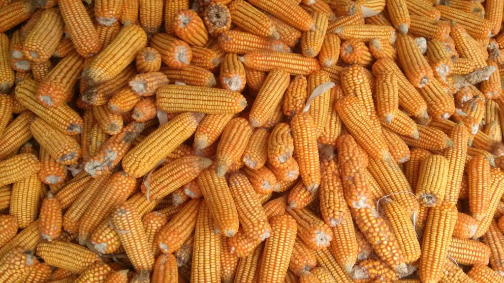 Is Cornstarch and Cornflour the same thing ?