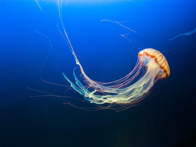 Do jellyfish have brains?