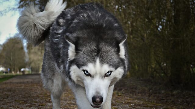 What are the 6 dire wolf names?