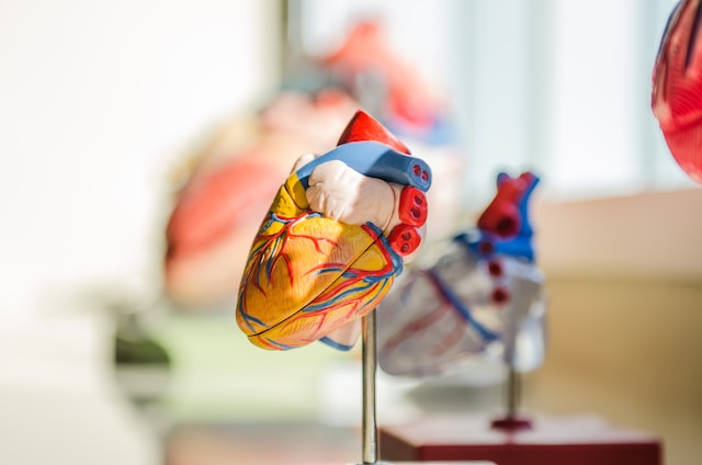 How long can a human survive without a heart?