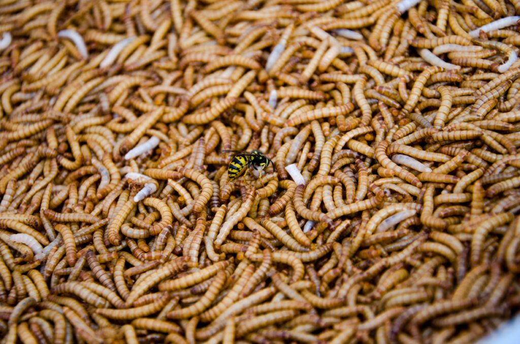 Can Maggots get into a Coffin?