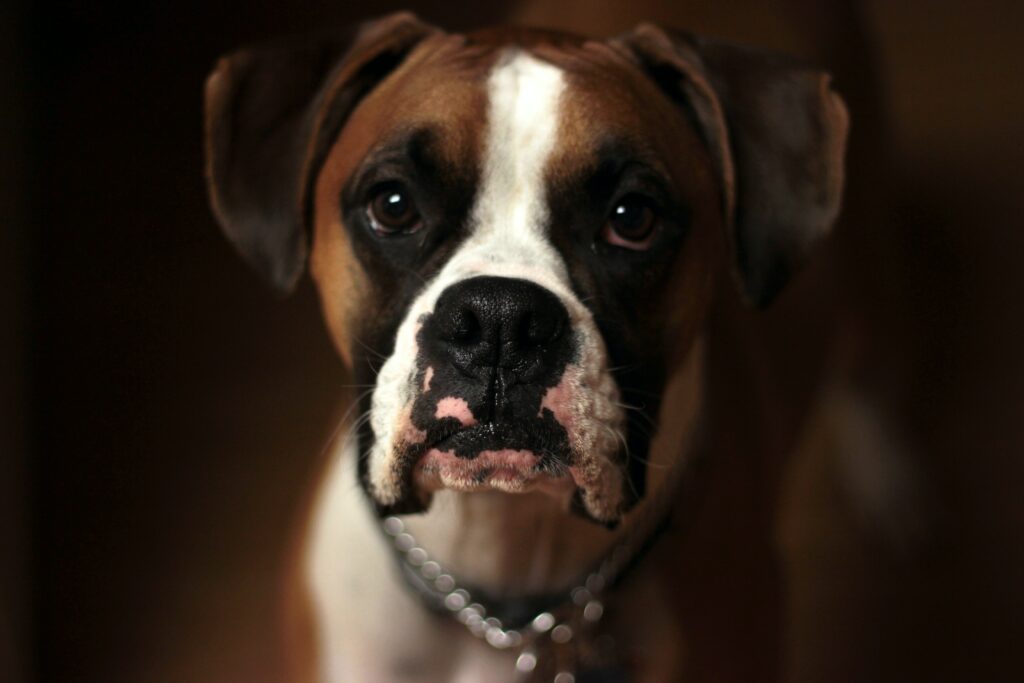 What dog bites the most 2023