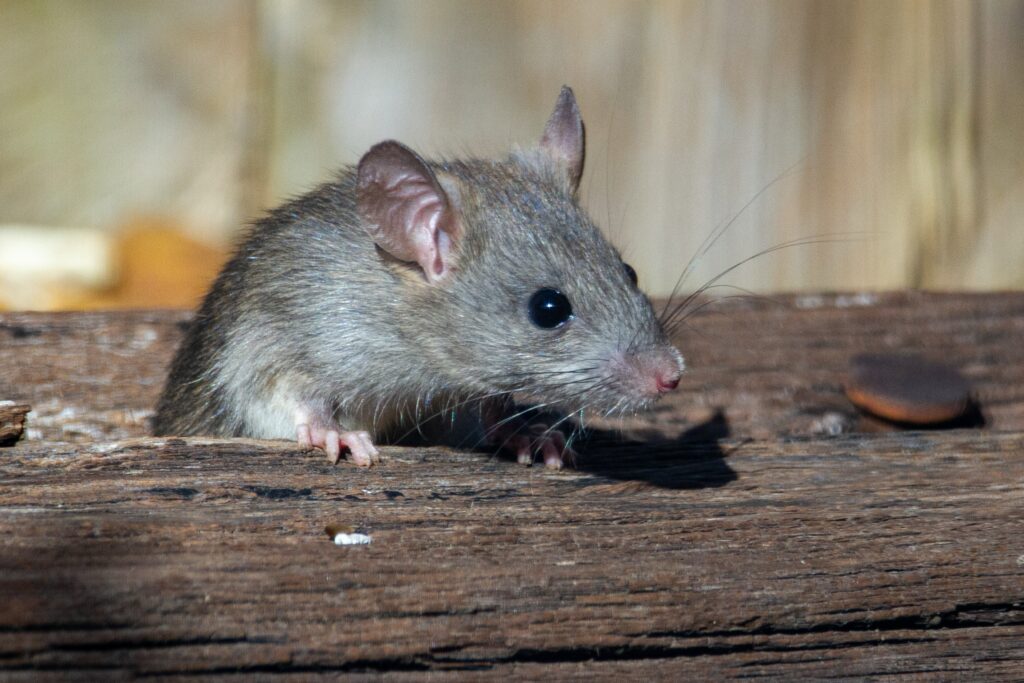 How long can a rat hold its breath