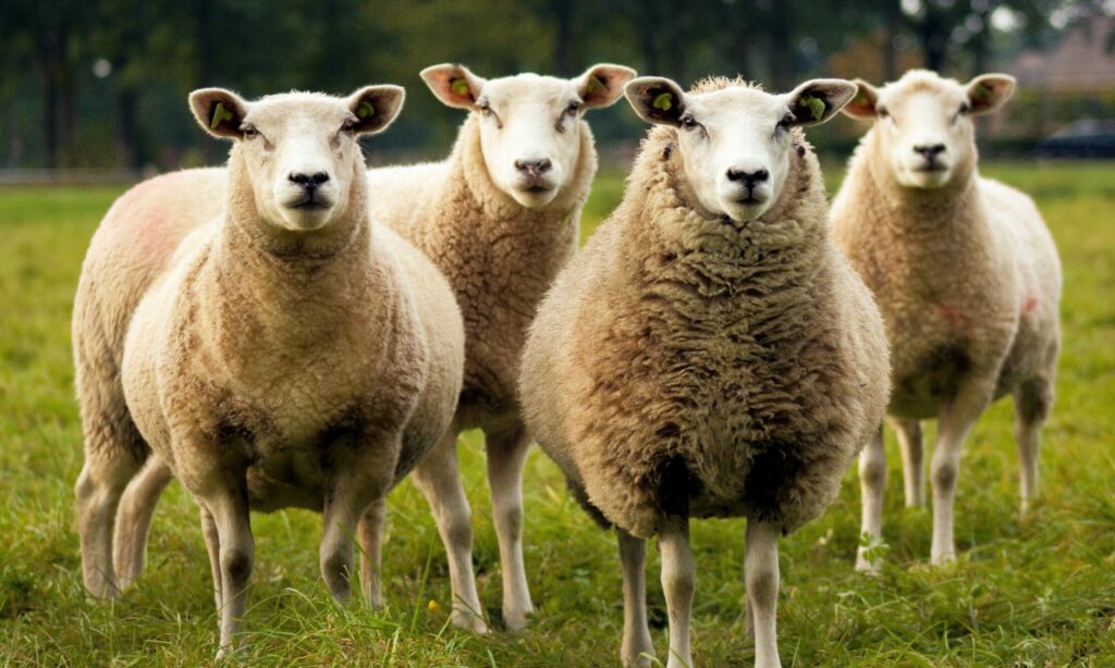 Whats the female ram called