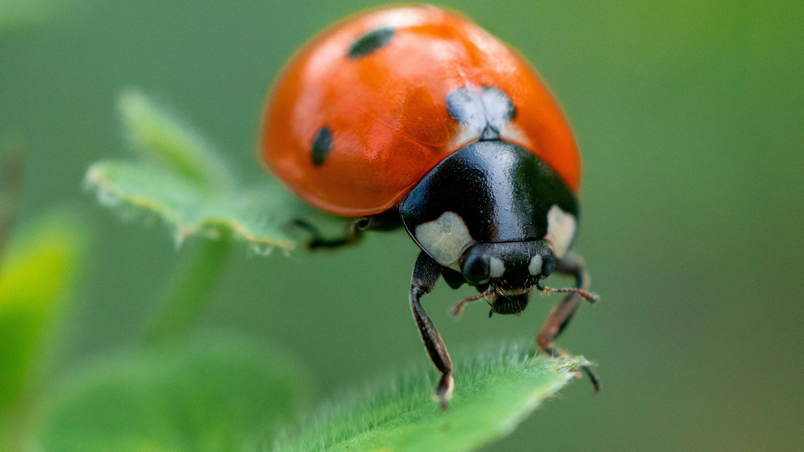 What Bug Has Blood Squished?