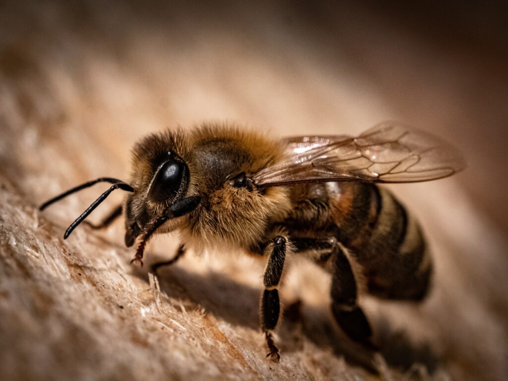 Why do bees drop when there is no light