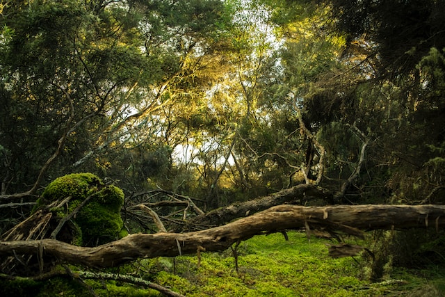 What are the 3 "laws of the jungle"?
