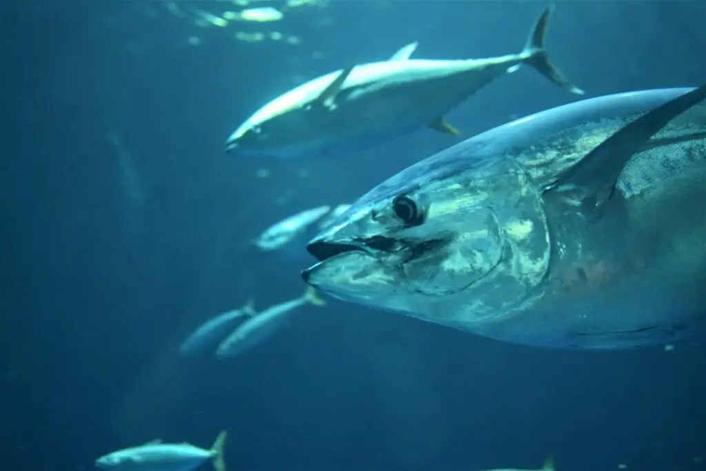 How much tuna can i eat per week? - Gek Buzz