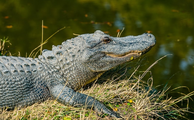 What part of florida has no alligators