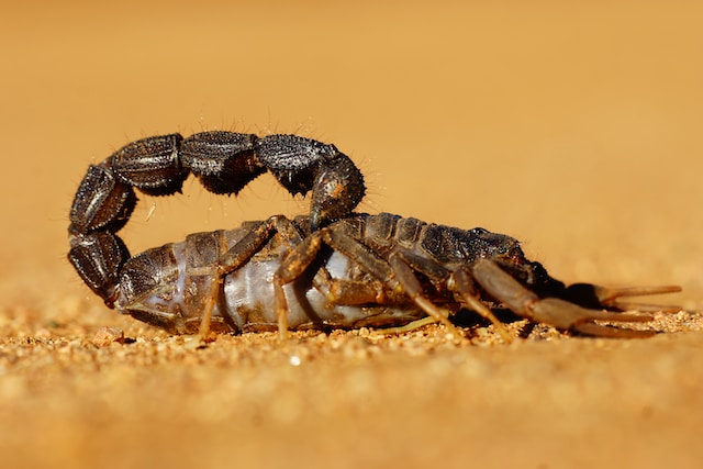 Which date is lucky for Scorpio?
