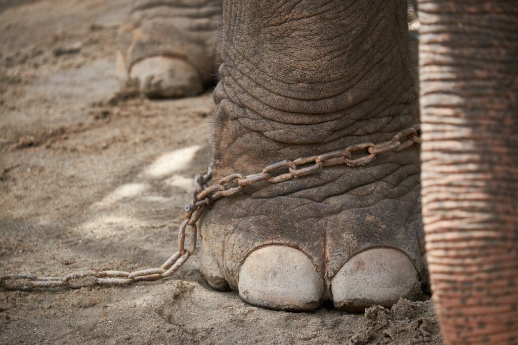 How long will the elephants foot burn