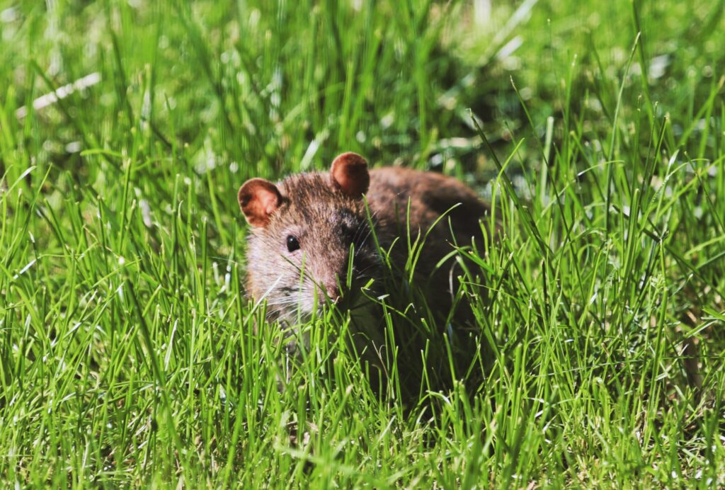 What mixture kills mice?