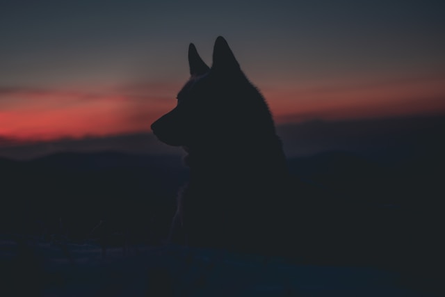 What is omega wolf?