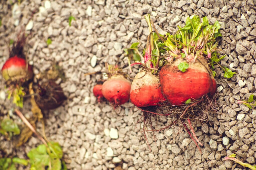 What are 10 disadvantages of gmos