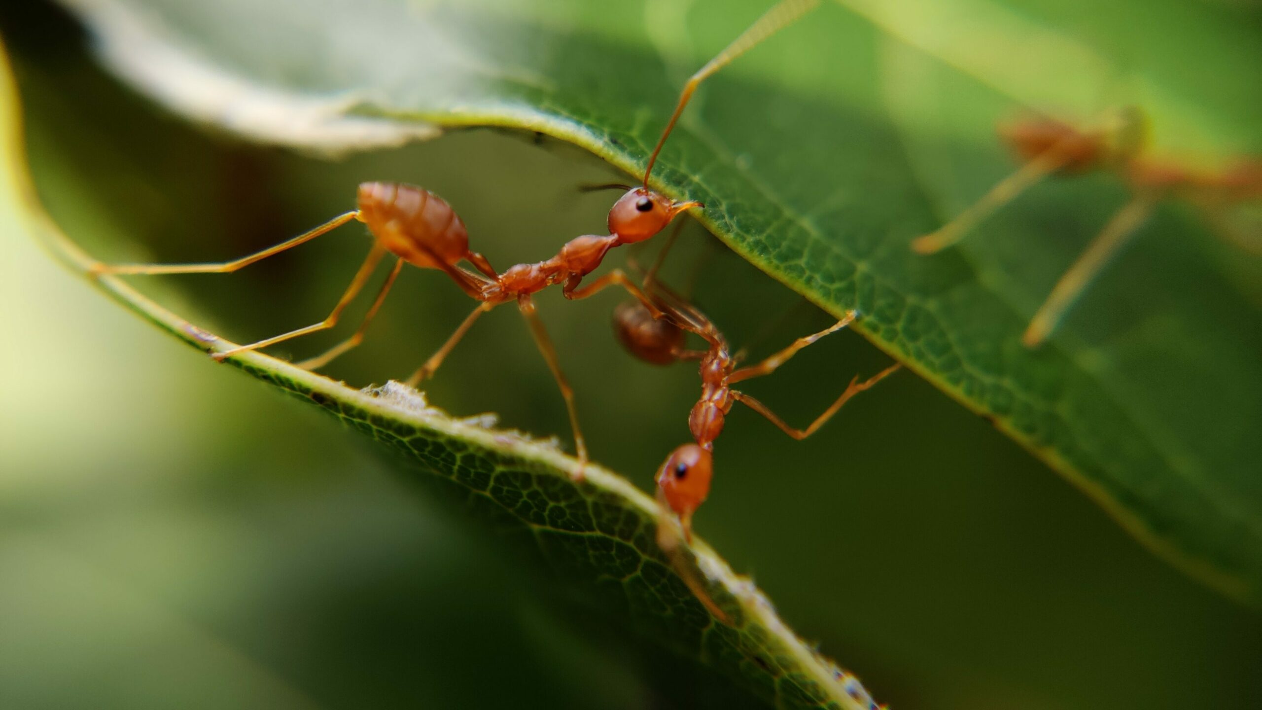 What is the largest ant that ever lived