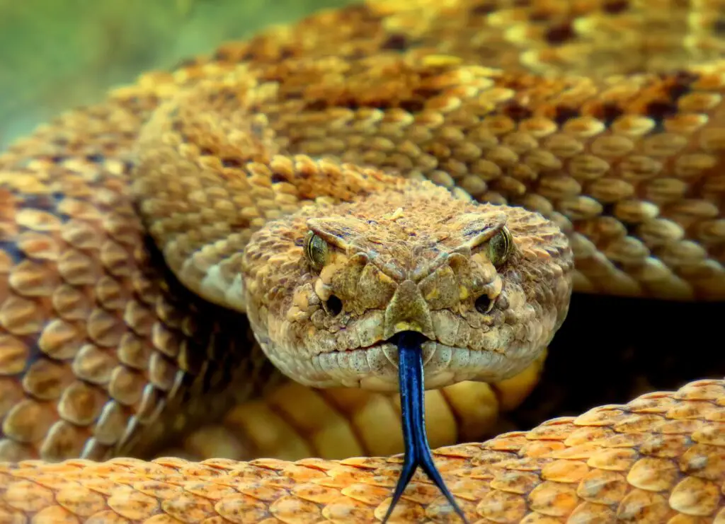 Do moth balls deter snakes? - Gek Buzz