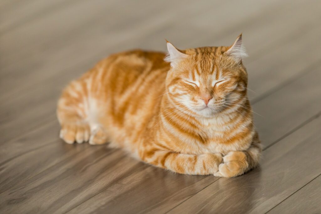 What is a runt cat?