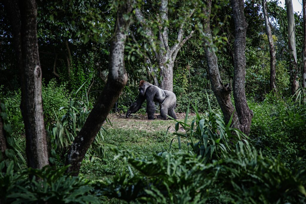 How much would a gorilla deadlift?