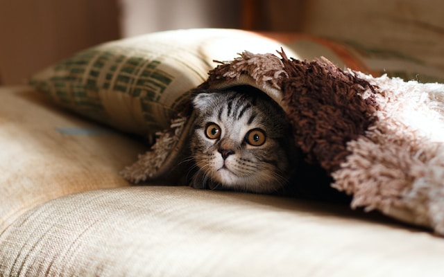 What is considered cat abuse?