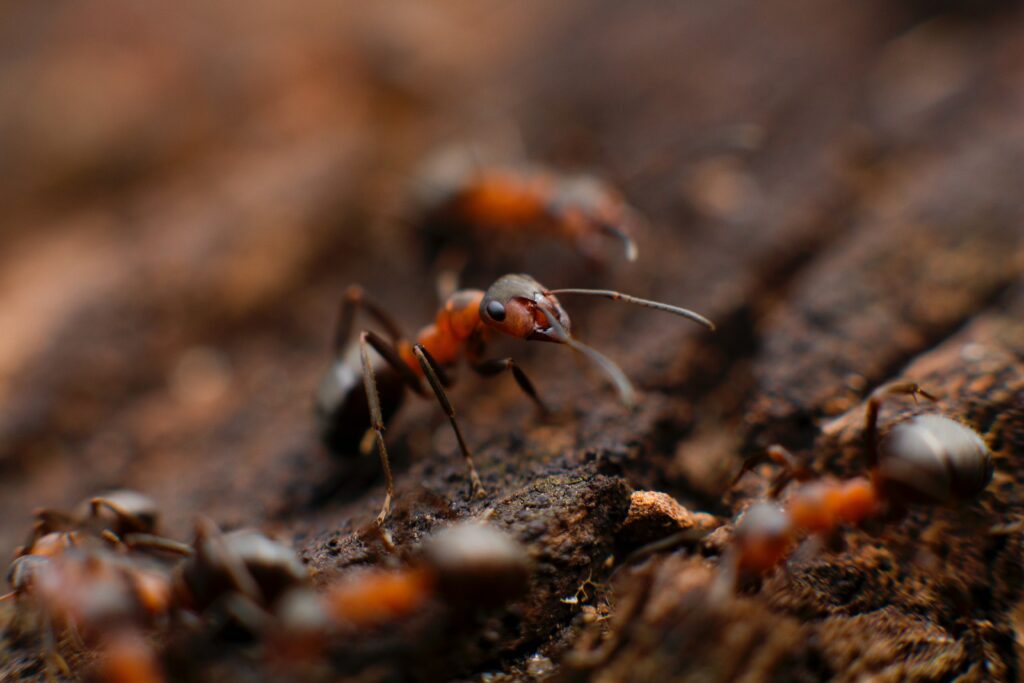 Do ants have brains yes or no?