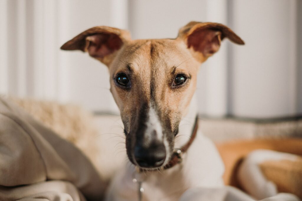 Why does my dog put his ears back when he sees me