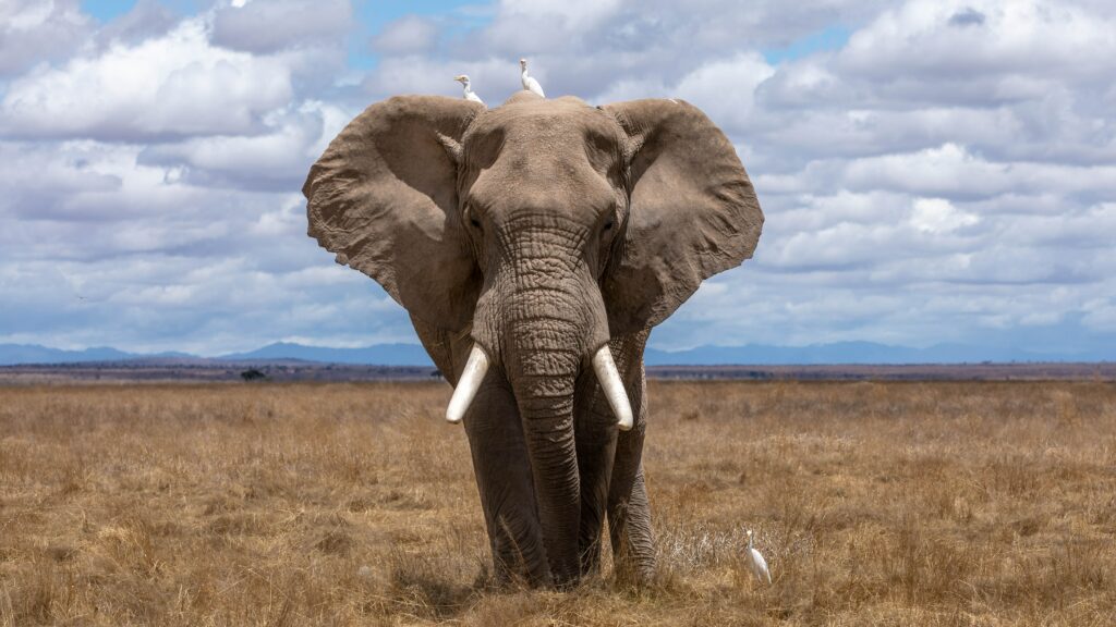 What Does Elephant Symbolize?