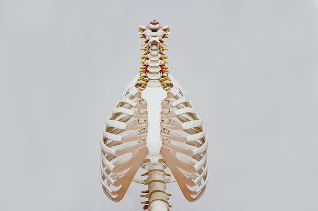 Does your ribcage affect your waist size?