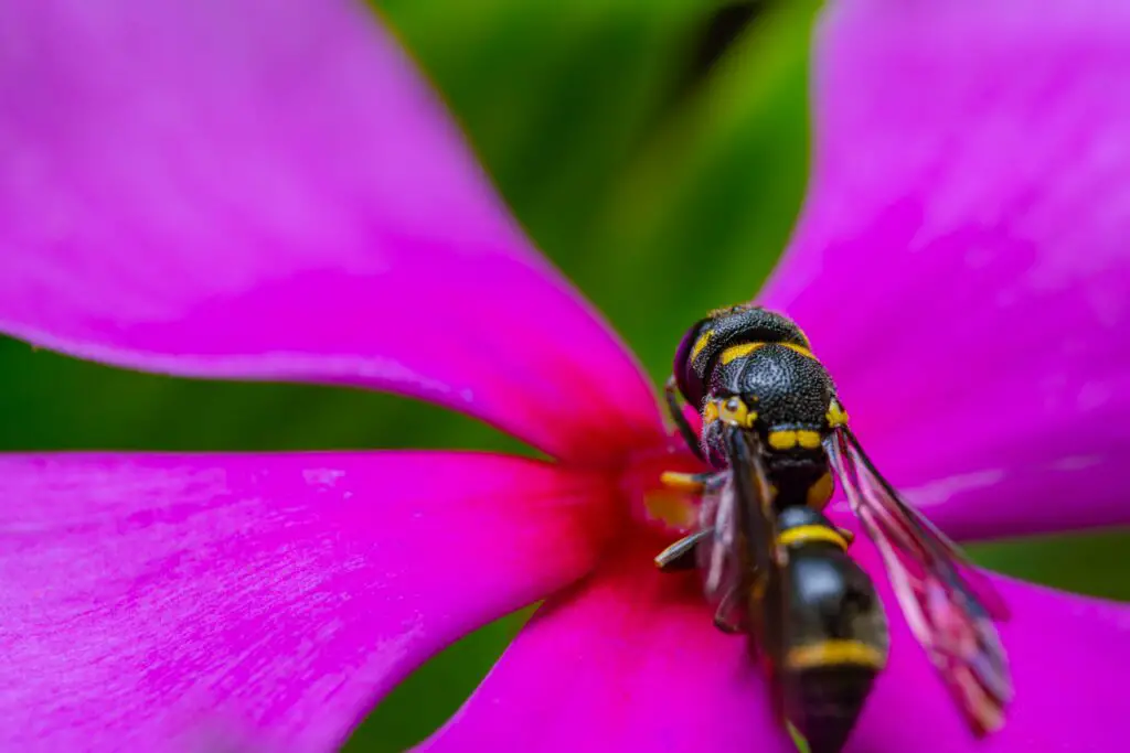 how-to-treat-bee-and-wasp-stings-youtube