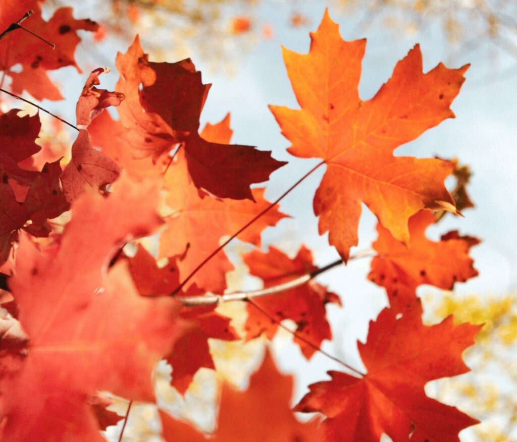 What state is always like fall