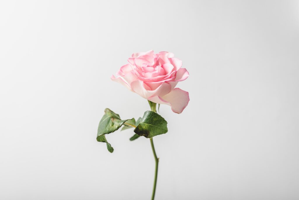 Is Rose Toxic To Cats?