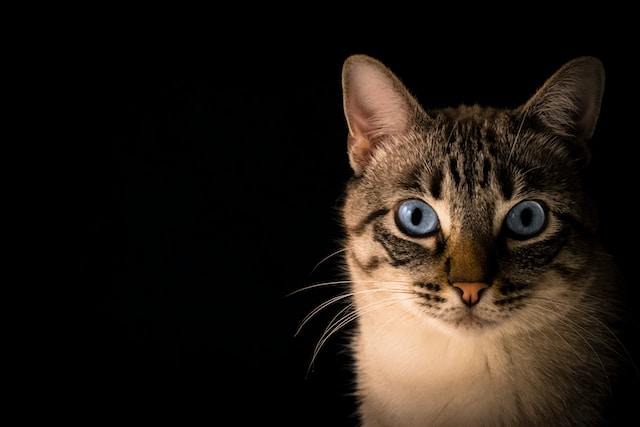 What happens if a cat eats a snake?