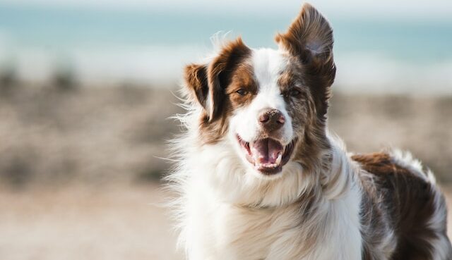 Can I use gabapentin to euthanize my dog?