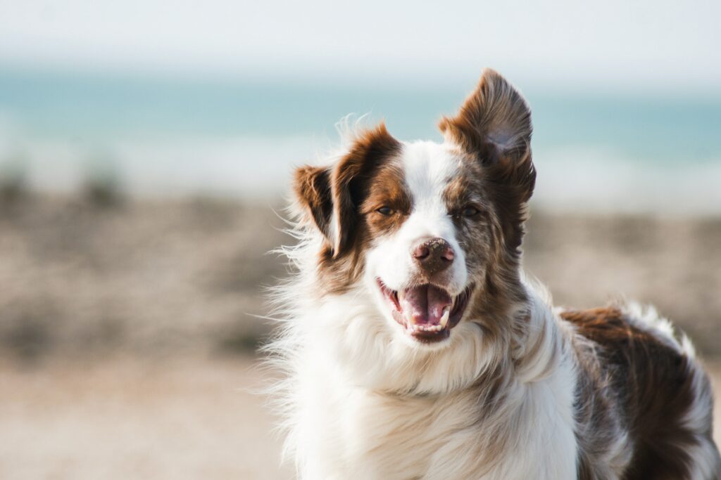 How many times can you breed a female dog?