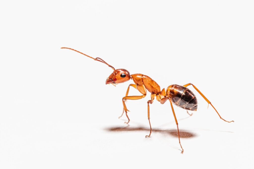 Can You Break A Death Spiral Ants?