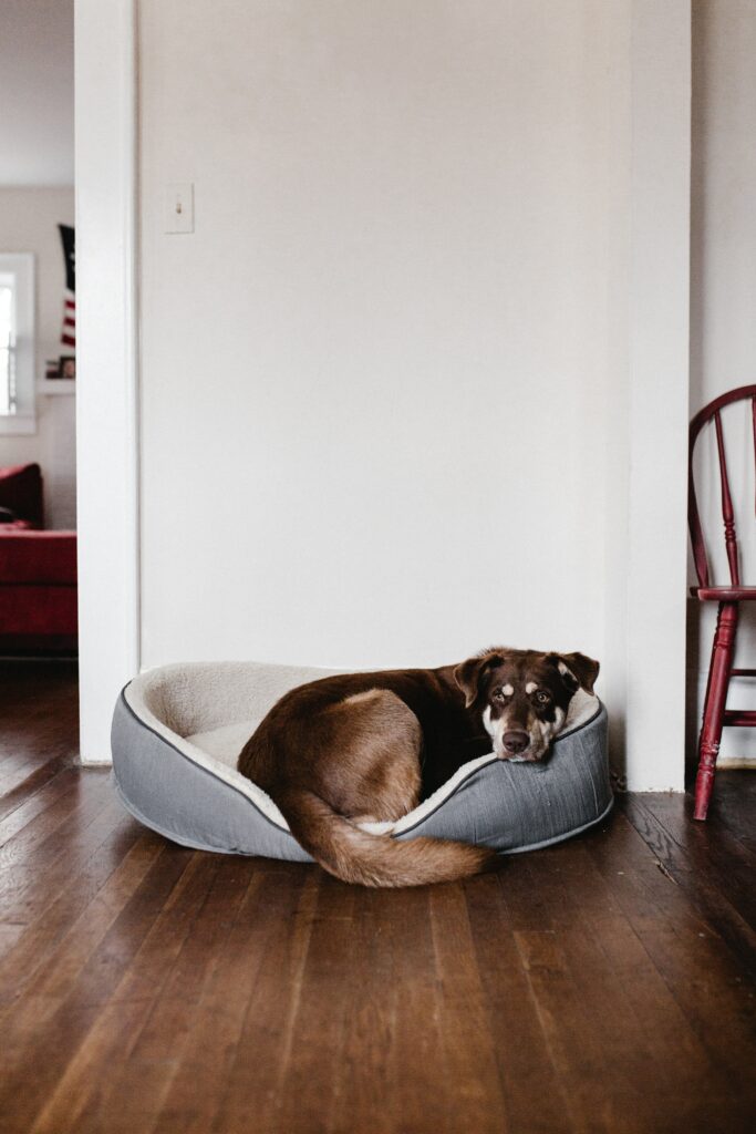 Do dogs sleep with their favorite person