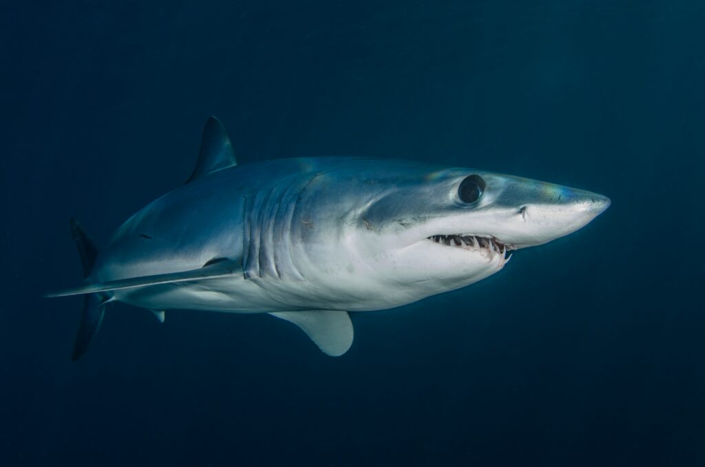 Is a megalodon still alive