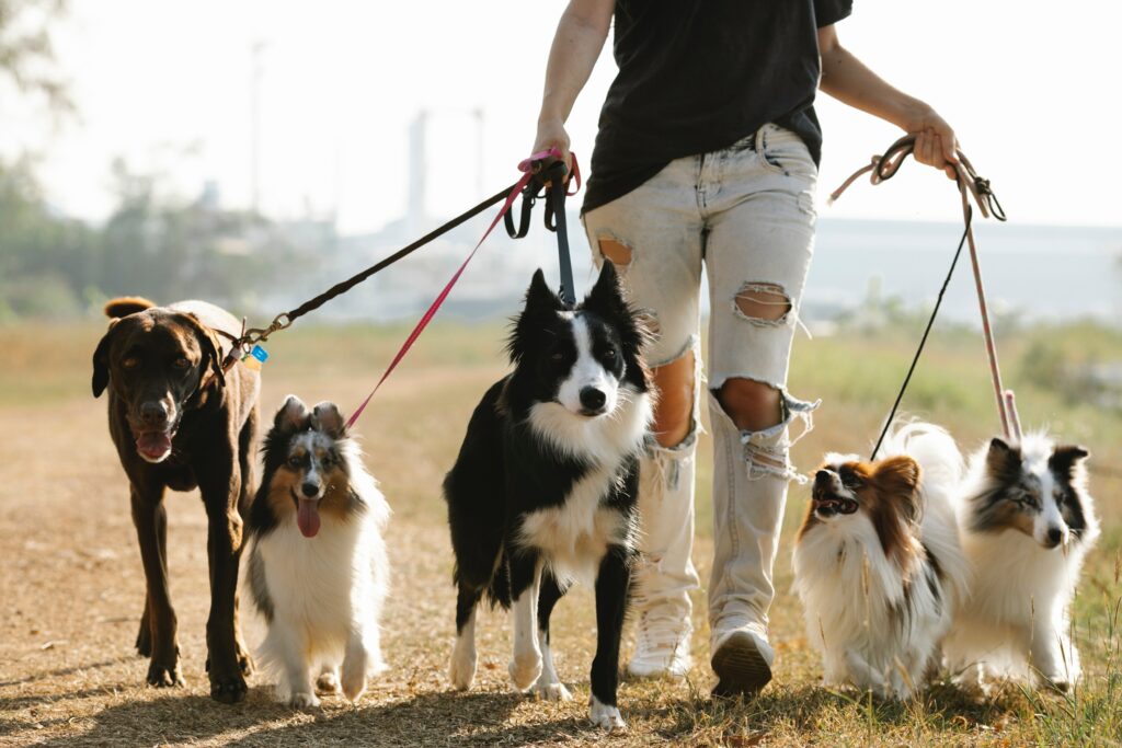 How long can a dog hold his pee and poop?