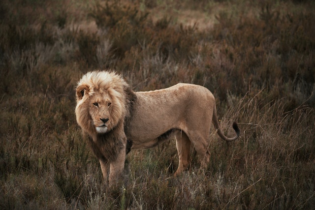 What is the name of an animal with 4 legs?