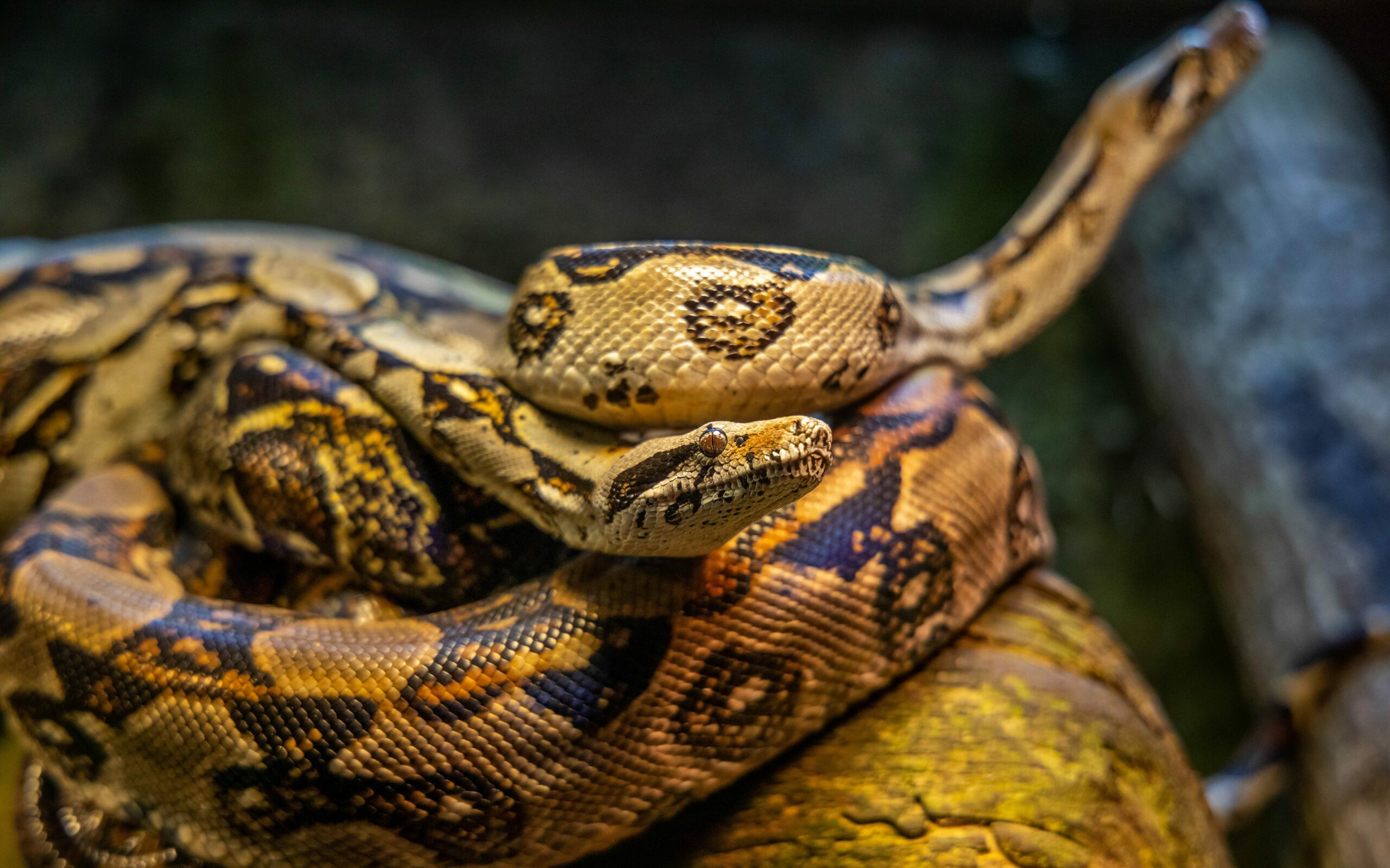 How long do you have after being bitten by a cottonmouth? Gek Buzz