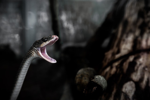 Do mothballs repel snakes?