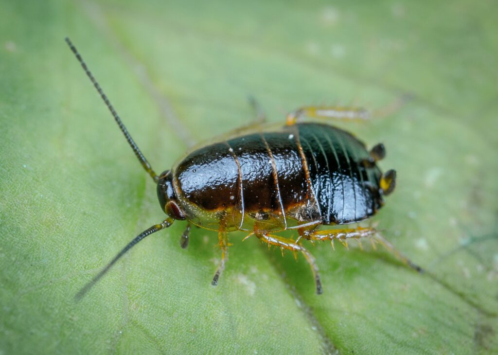 What if a roach crawled on me