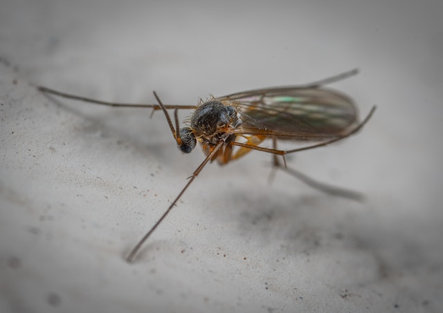 What do gnat eggs look like in soil?