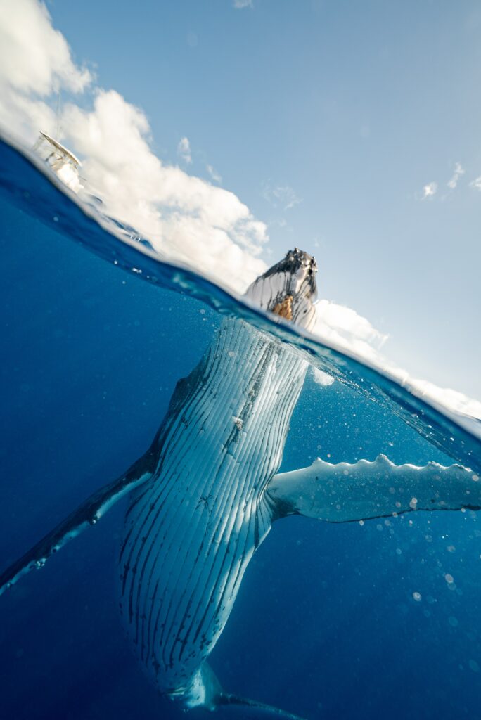 Can a human fit inside a whale
